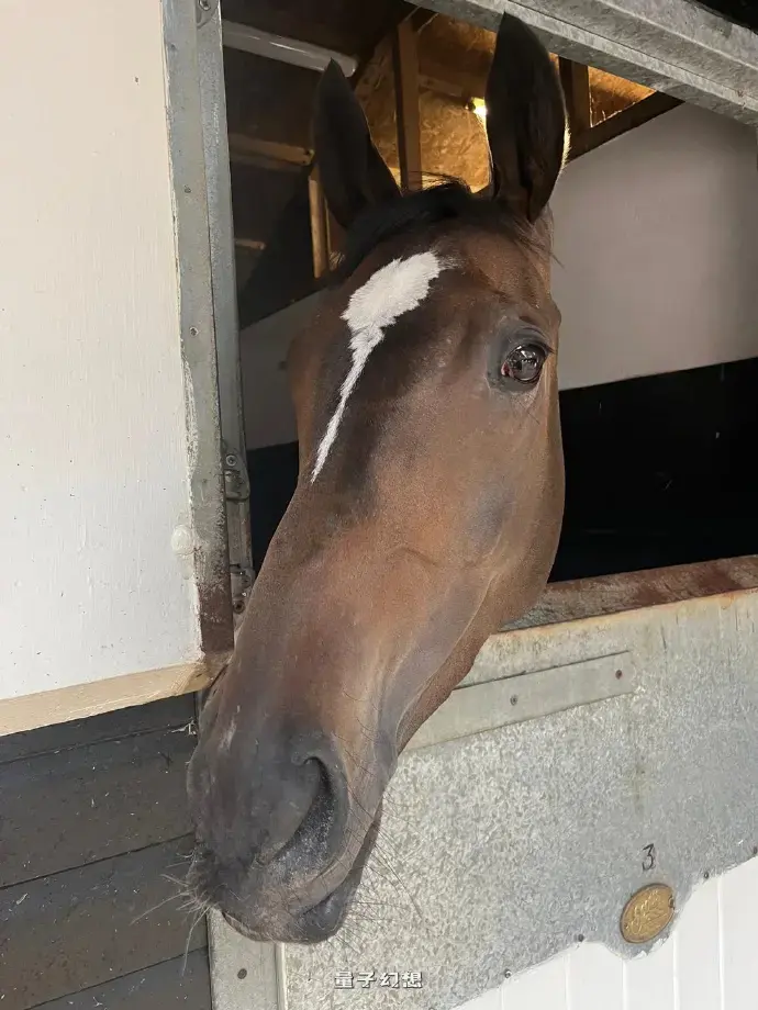 《赛马娘》粉丝购买真赛马