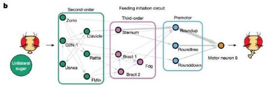 数字生命体真要来了?第一只赛博果蝇开始自主活动 数字生命体真要来了?第一只赛博果蝇开始自主活动